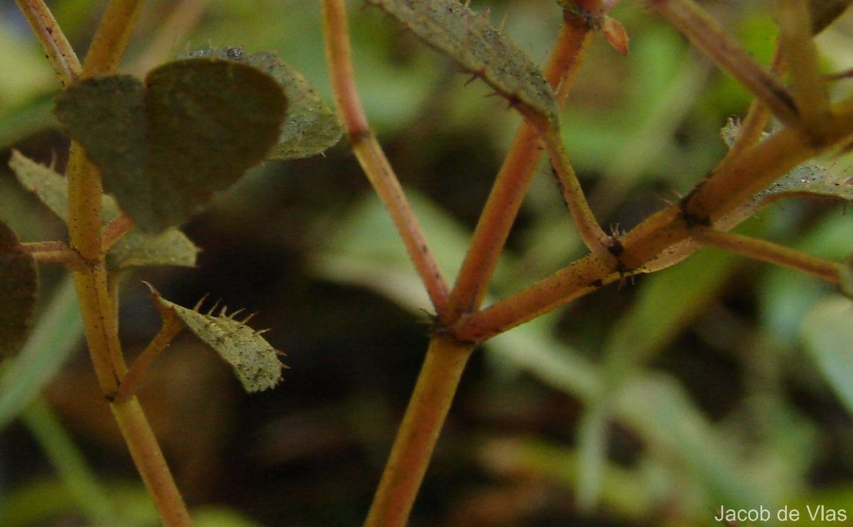 Sonerila crassicaulis Lundin